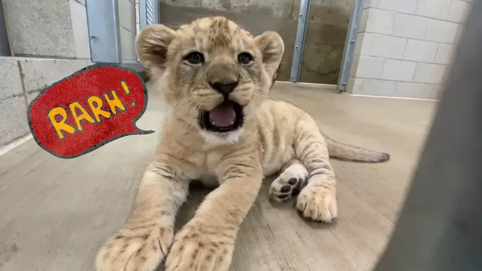 Watch a Small But Fierce Illinois Zoo Lion Practice His Roar