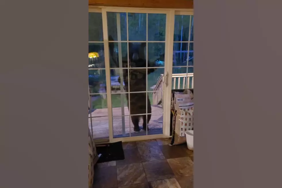 Watch Bear Try to Trigger Motion-Sensor of Midwest Family’s Door