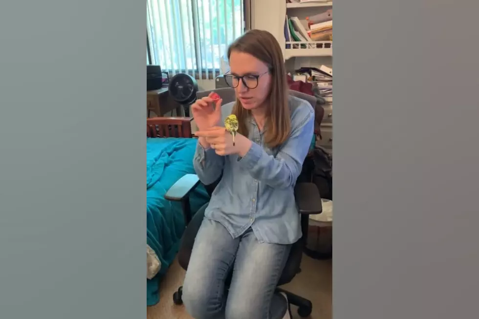 Watch a Midwest Woman Who&#8217;s Taught Her Parakeet How to Fetch