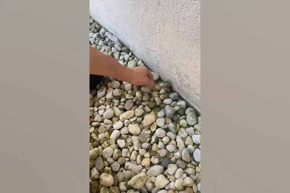 Watch a Family in Illinois Save a Baby Bird Stuck in the Rocks