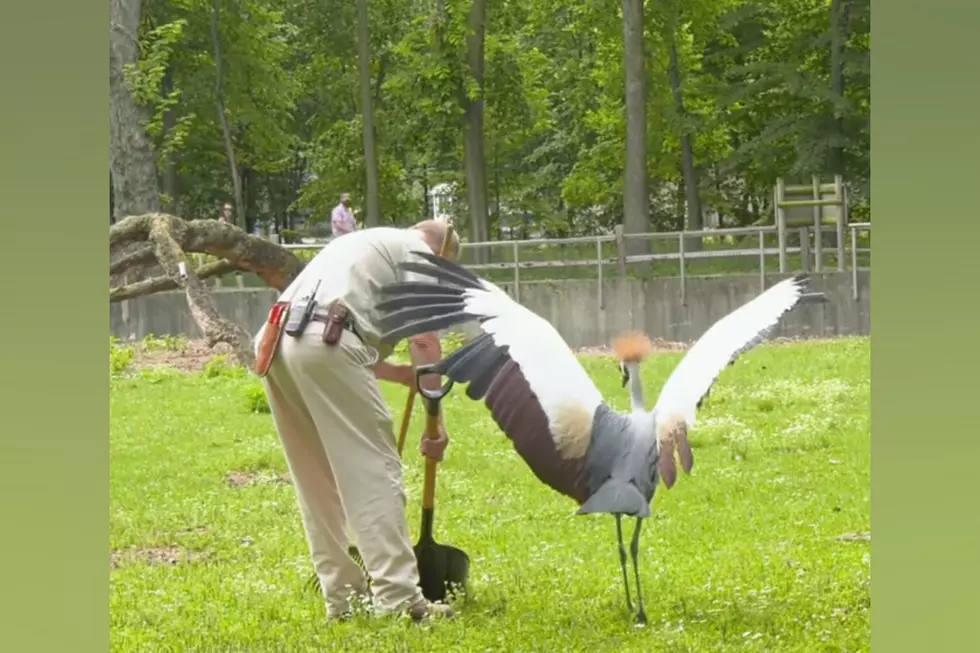 A Crane in this Illinois Zoo Has Adopted a Caretaker as His Buddy