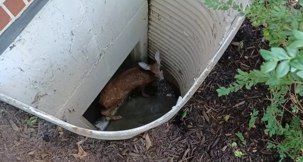 Scared Deer Rescued from Illinois Window Well by Firefighters