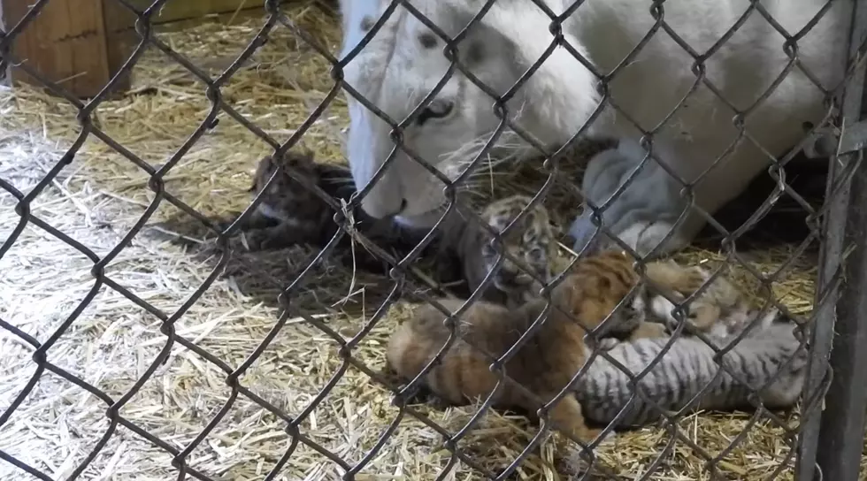 Midwest Wildlife Sanctuary Shares Video of White Tiger Mom & Cubs