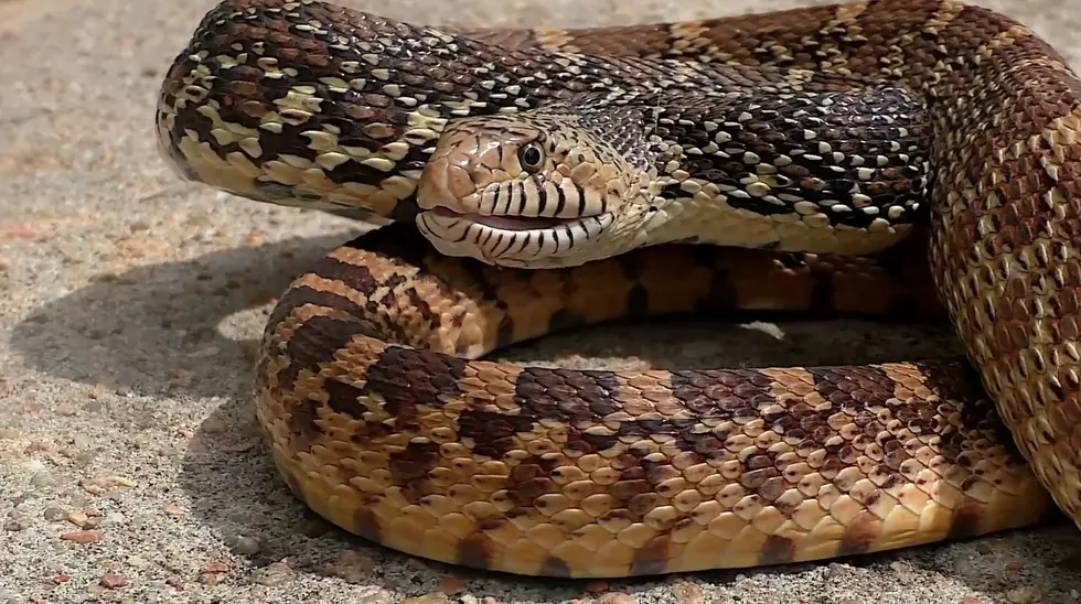 Why Missouri’s Largest Snakes are Your Friend and Don’t Hurt Them