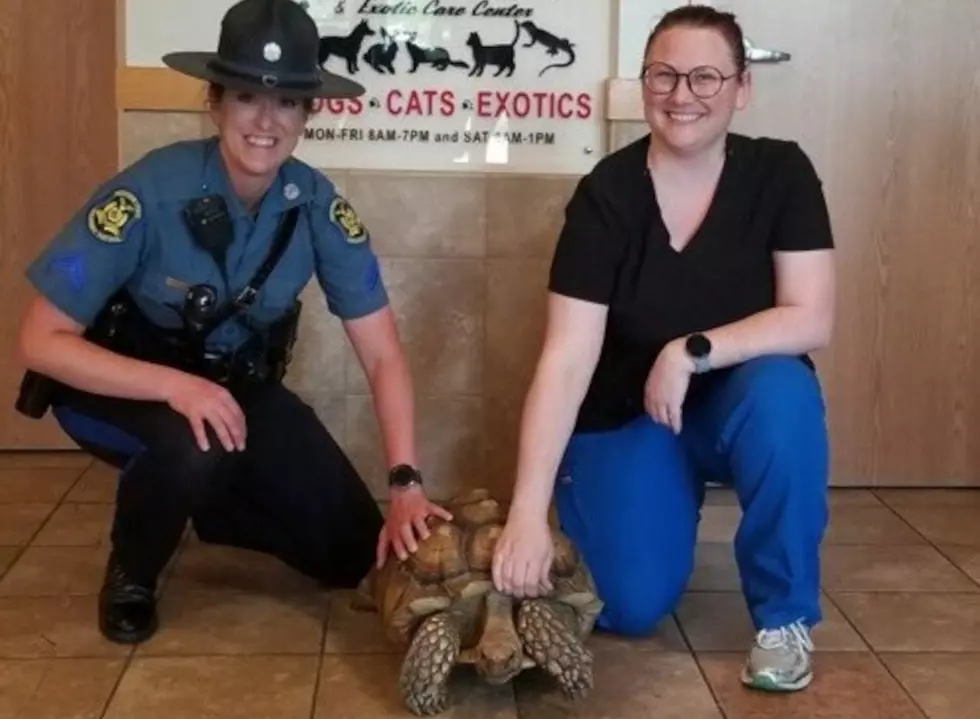 Missouri Highway Patrol Chases Down a Pet Turtle on the Run