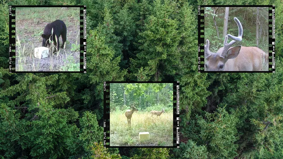 Bucks, Bears and Coons Visit Missouri Trail Cam Deep in the Woods