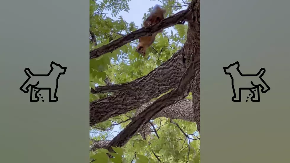 Yes, a Midwest Woman Really Did Get Whizzed on by a Squirrel