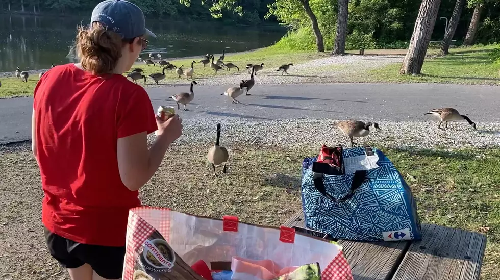 What Happens When Geese in Wakonda State Park Learn You Have Food