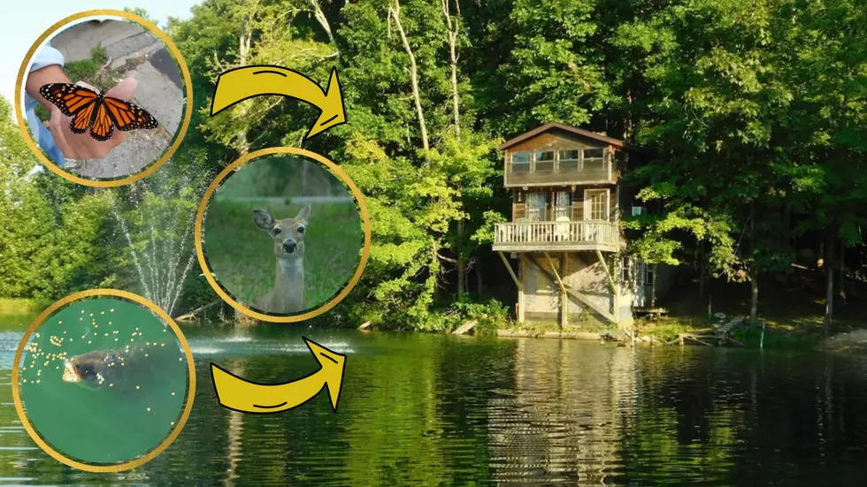 See Inside Illinois Tiny Airbnb with Catfish, Deer &#038; Butterflies