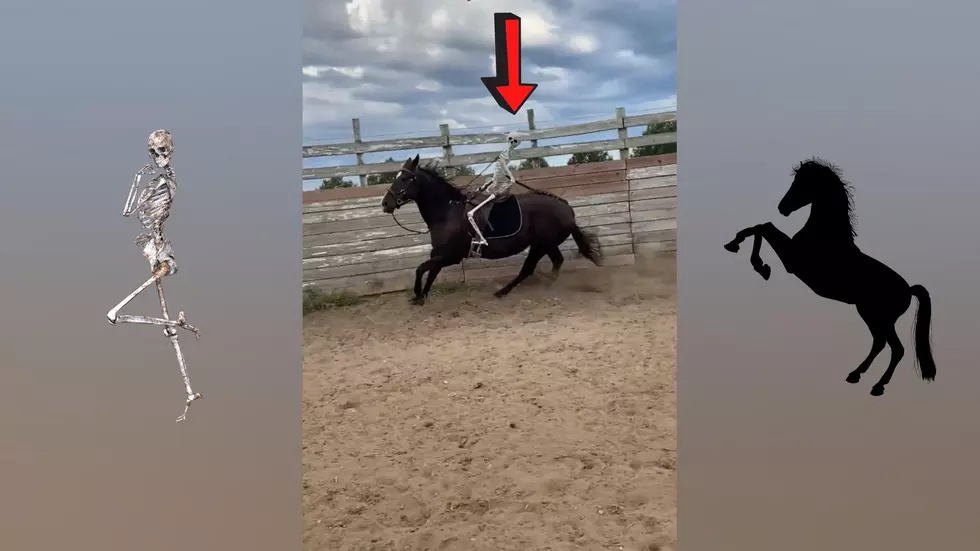 Watch a Missouri Horse Named Bon Jovi Get Trained by a Skeleton