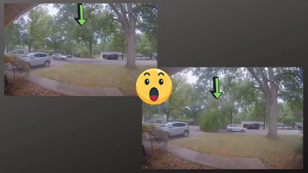 Kansas City Doorbell Cam Shows Car Barely Escape Falling Tree