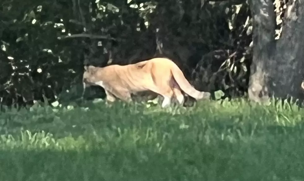This Huge Cougar Was Just Spotted Near Hudson, Illinois