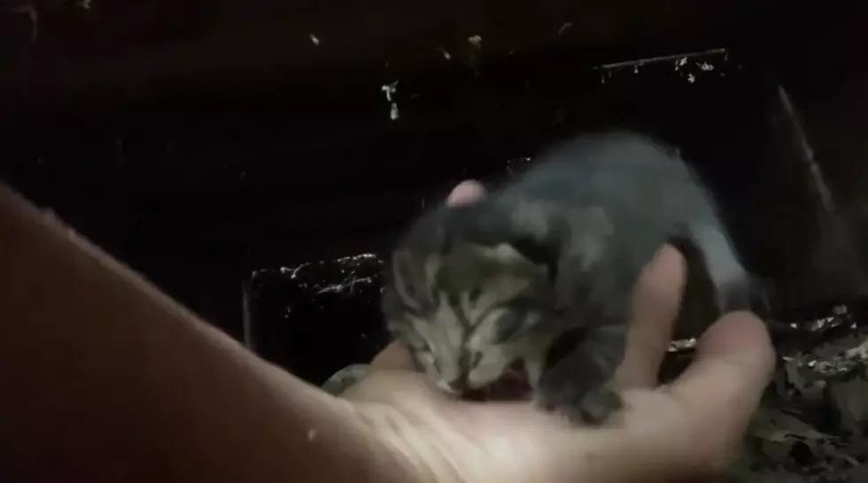 Watch Iowa City Workers Save Baby Kittens Trapped Under a Porch