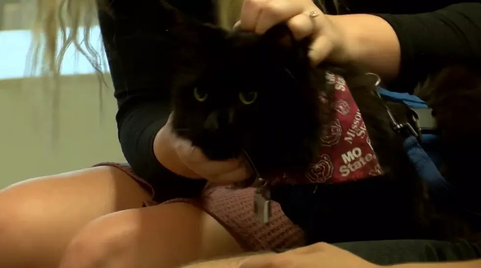 Watch Boris the Therapy Cat Help Missouri University Students