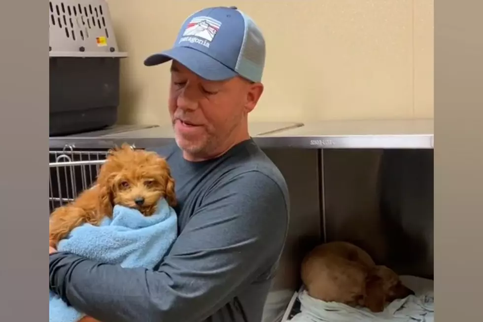 Missouri Shelter Shares Video of 5 Poodles Saved from Puppy Mill