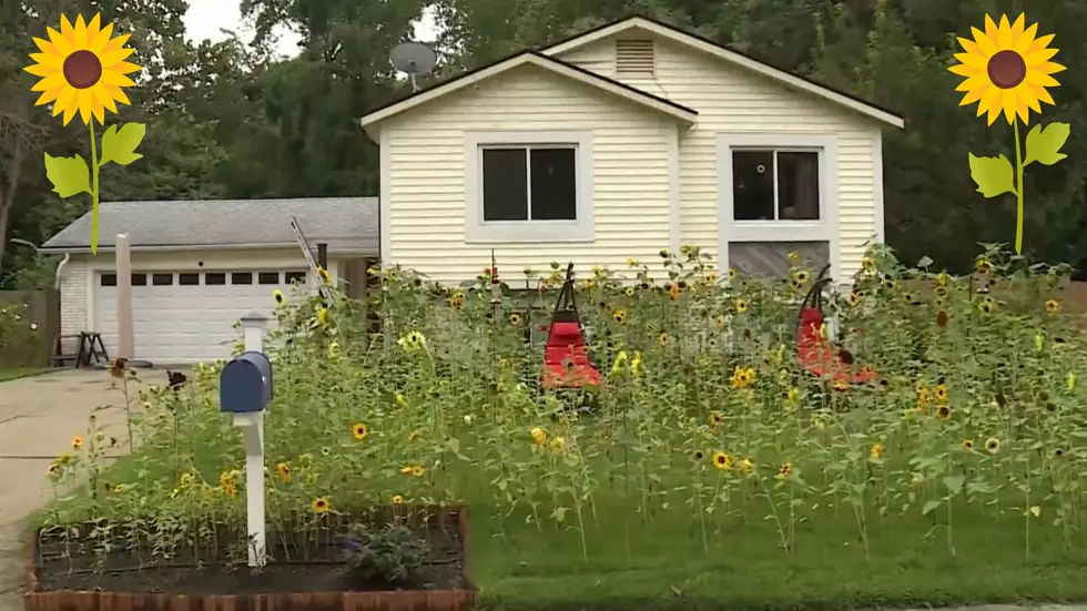 Missouri Man Charged by City Because He Has Too Many Sunflowers