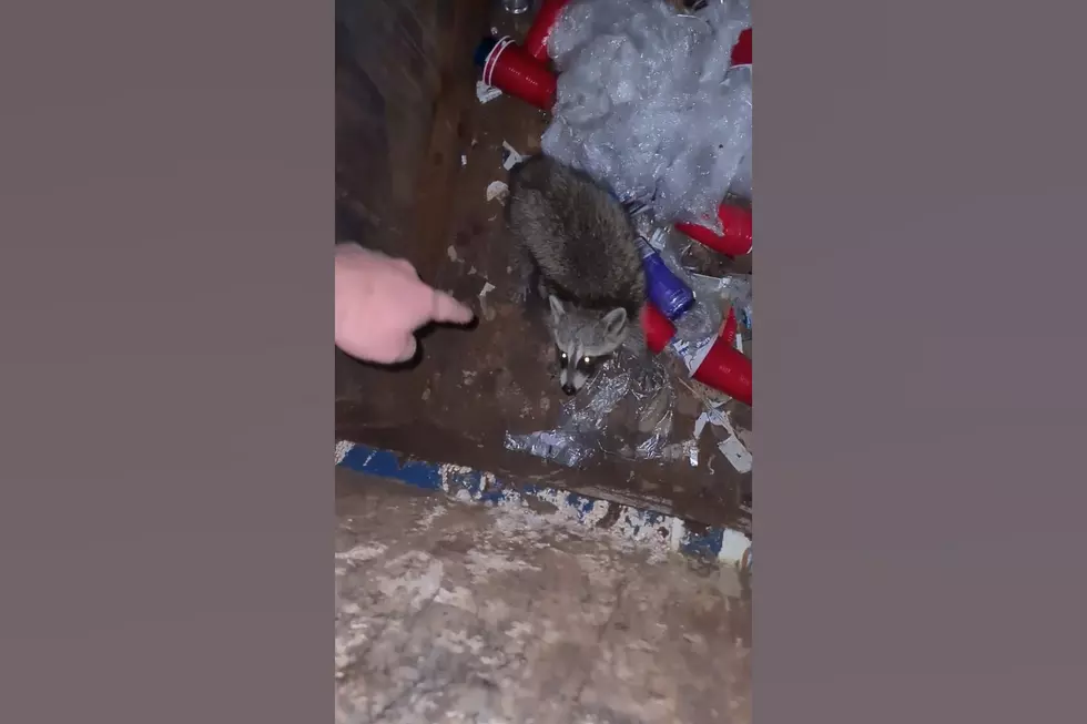 This Kind Branson Postal Worker Saves Raccoons from Dumpsters