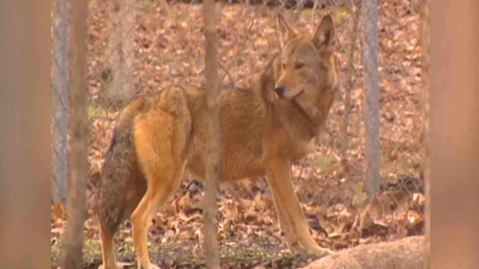 This Wolf That Used to Run Wild in Missouri is Making a Comeback