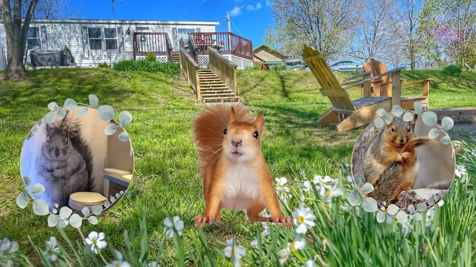 This Missouri Airbnb is Completely Obsessed with Nutty Squirrels