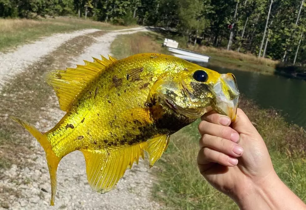 Willy Wonka? &#8211; A Missouri Woman Just Caught a Rare Golden Crappie