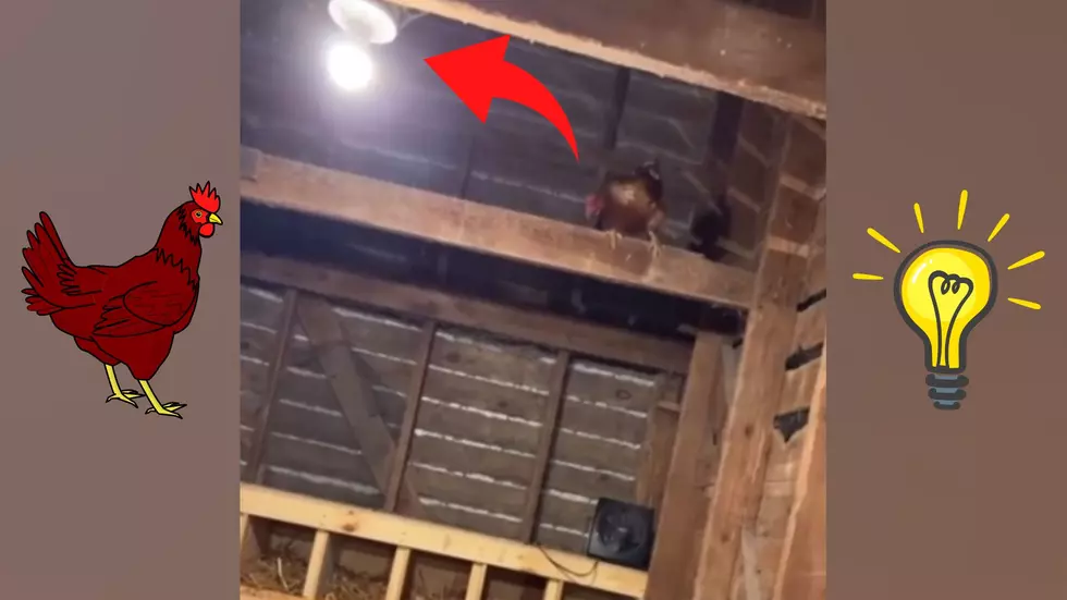 Iowa Farmer Tries to Get Chicken Down from Barn, Light Goes Boom