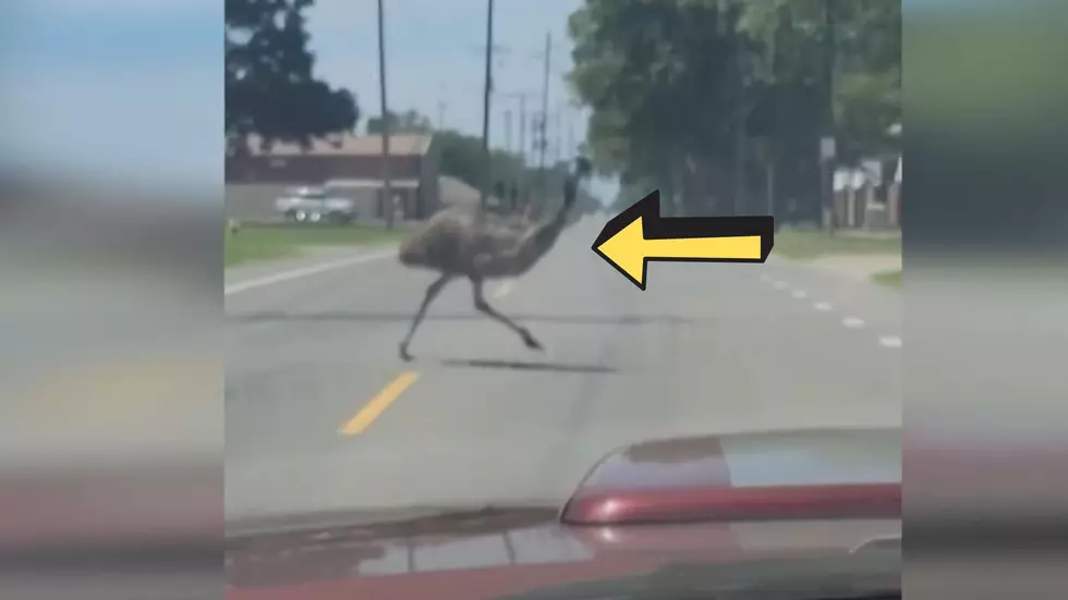 Emu Captured on Video Running Free Through Danville, Illinois
