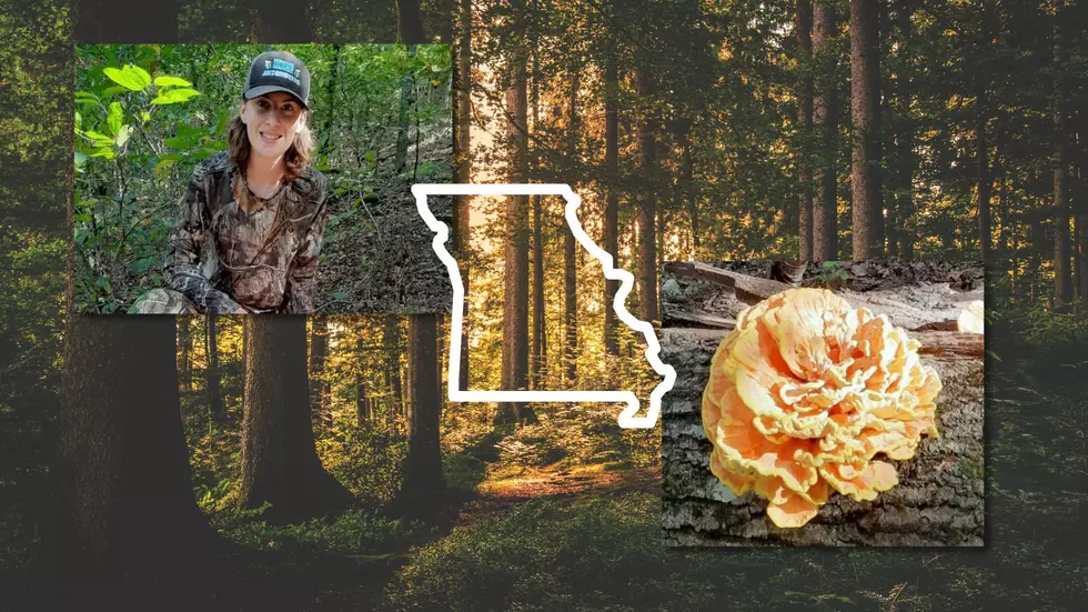 Dang, This Missourian Just Found a Ginormous Mushroom