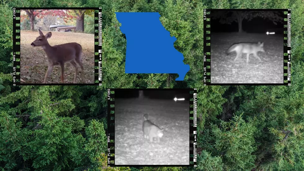 Missouri Trail Cam Video Full of Deer, Possums, Bobcats & Coyotes