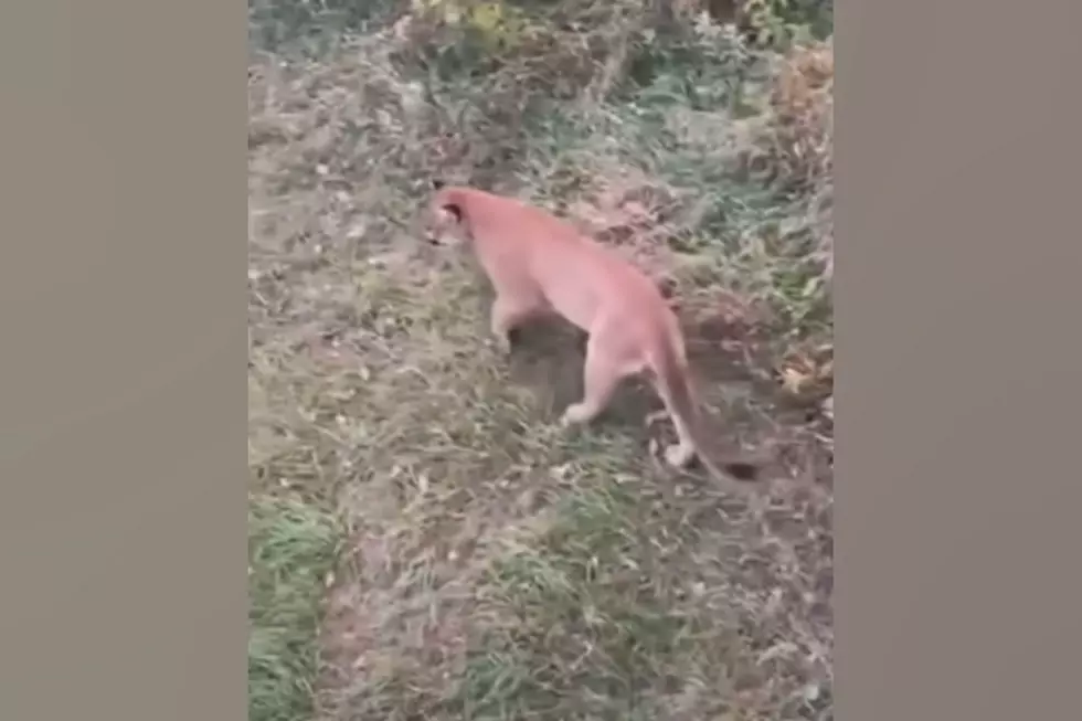 Is This a Mountain Lion That Was Just Spotted in Southern Iowa?