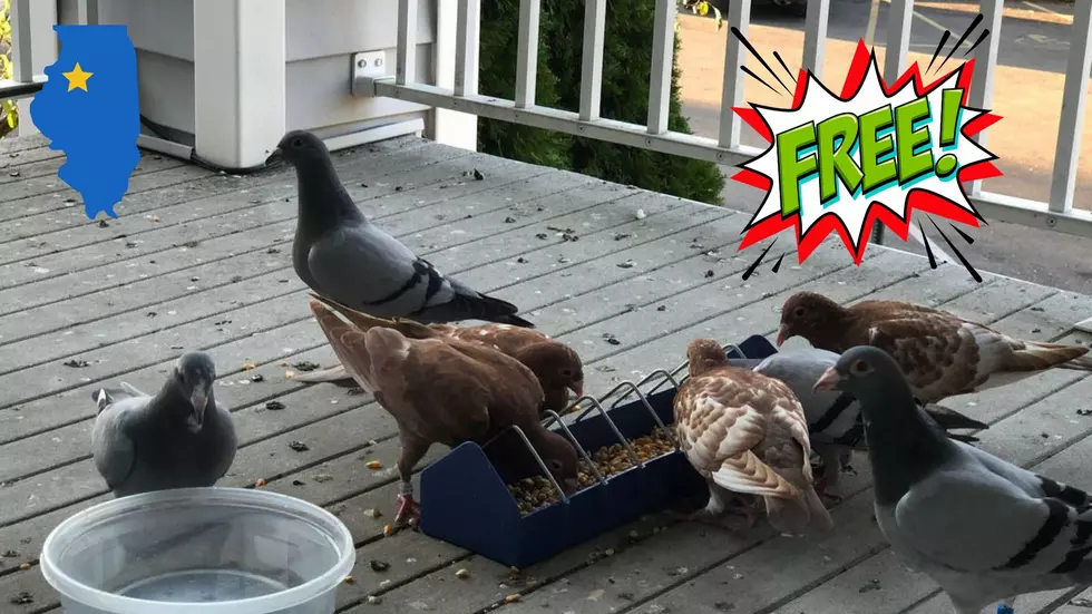 Someone in Macomb is Trying to Give Away Racing Pigeons