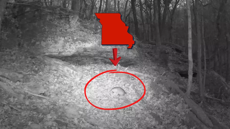 New Trail Cam Video Shows Armadillos More Common in Missouri Now