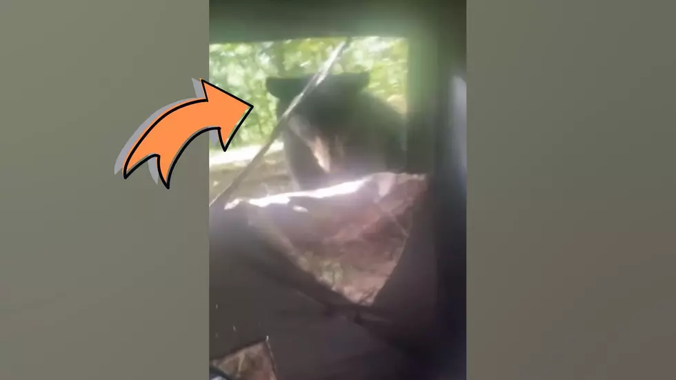 Hunter Shocked When Bear Tries to Join Him in His Hunting Blind