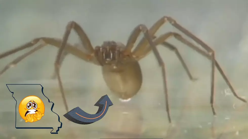 Missouri Warns How to Identify a Deadly Brown Recluse Spider