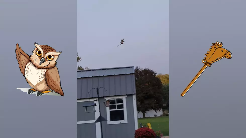 This Illinois Owl Stole a Horse Broom & Rode Off Like a Cowboy