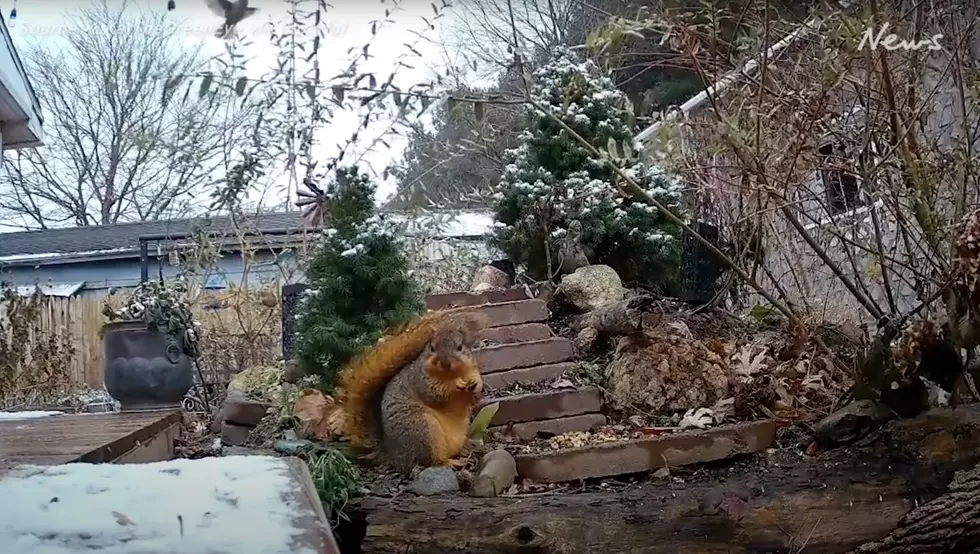 Watch an Illinois Squirrel Bulking Up on Nuts Like the Pro He Is