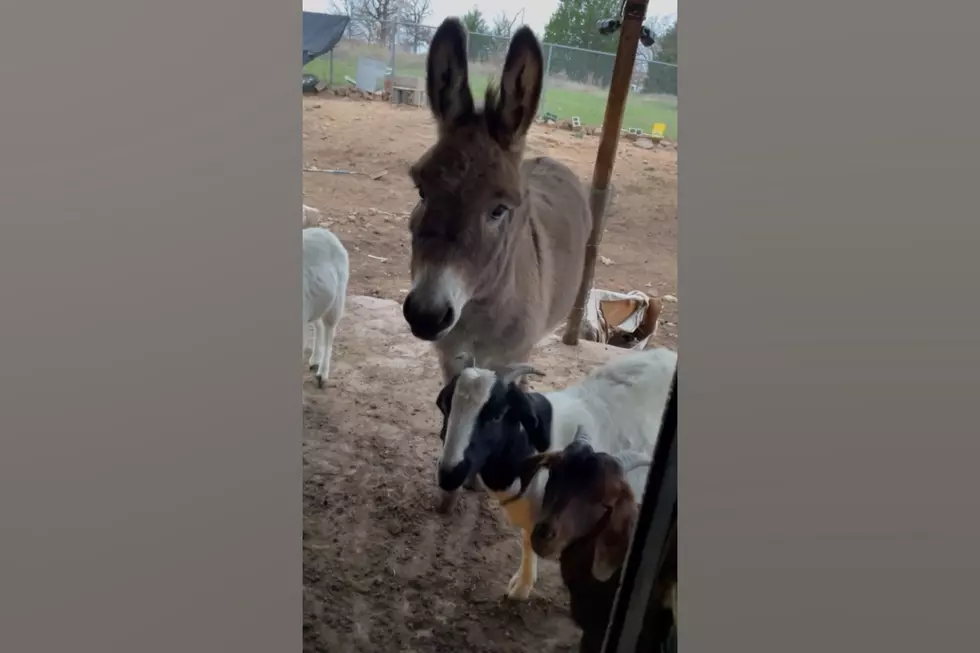 Watch Midwest Donkey Named Leo Knock on the Door for Attention