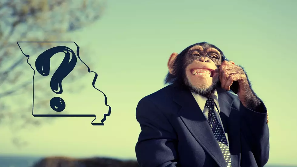 Yes, You Can Have a Pet Monkey in Missouri, But Not Illinois
