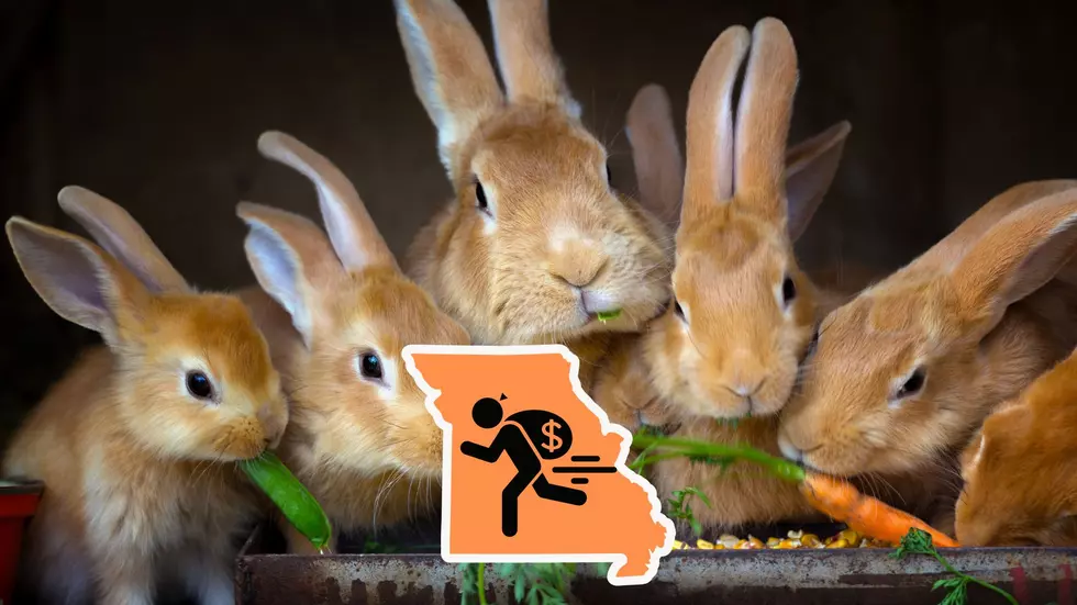 Some Loser (or Losers) Just Stole From a Missouri Rabbit Rescue