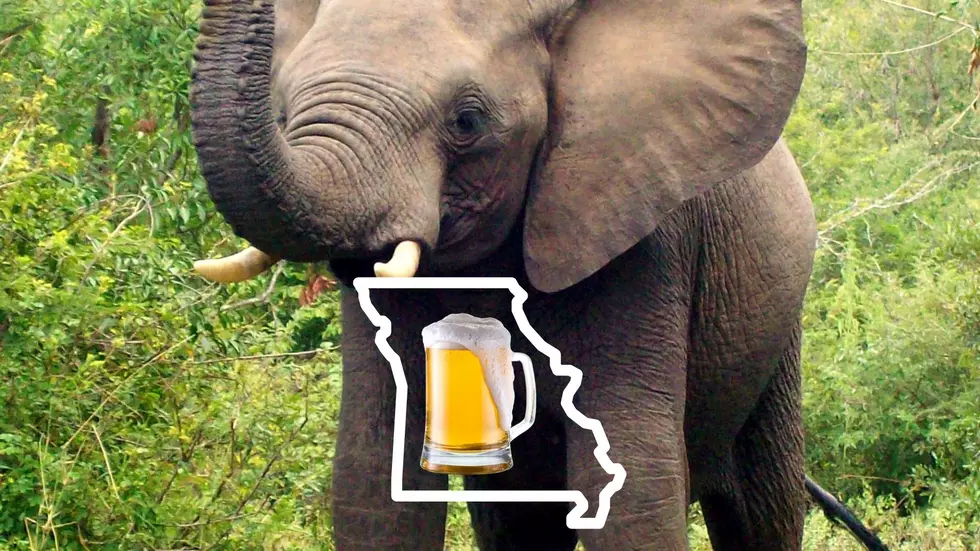 The Weirdest Law in Missouri Involves Elephants and Beer – Really