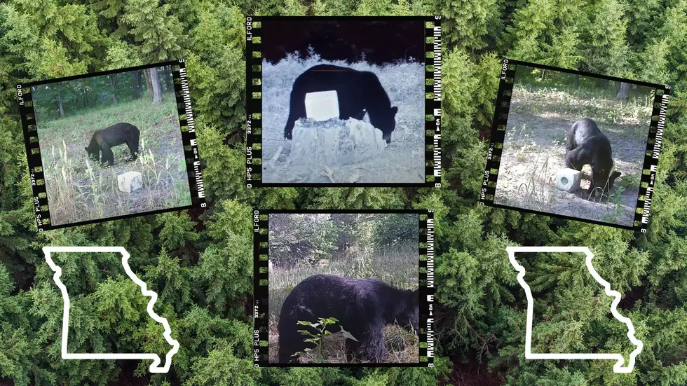 4 New Missouri Trail Cams in 4 Different Locations All Show Bears