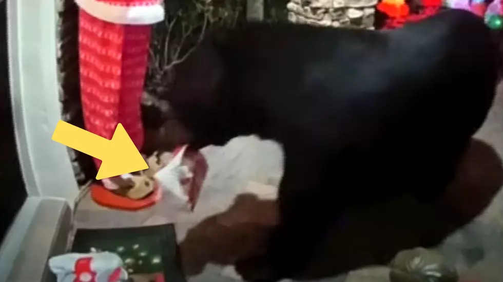 Watch a Bear Steal Chicken Nuggets Off Porch But Leave the Salad
