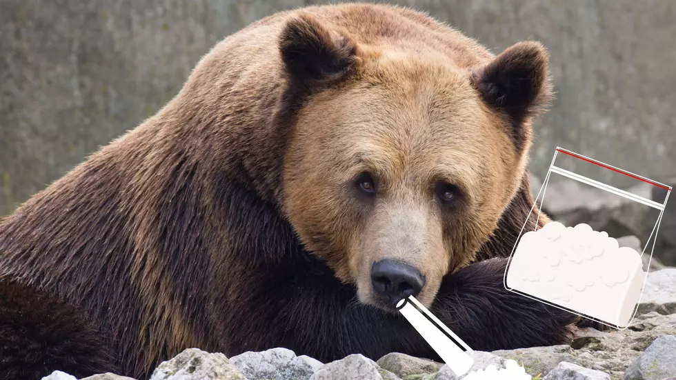 Story of &#8216;Cocaine Bear&#8217; is True and Sad and Began in the Midwest