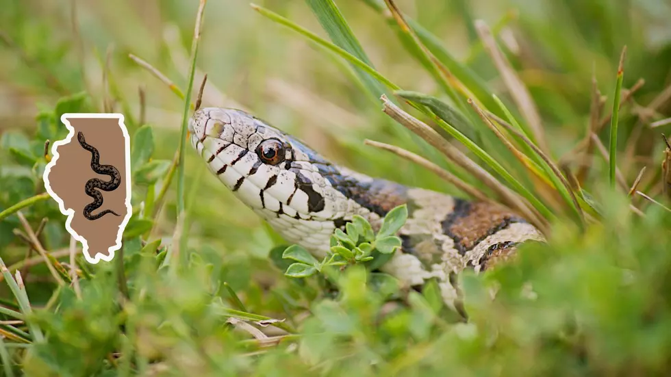 Did You Know Illinois is About to Get an Official Snake?