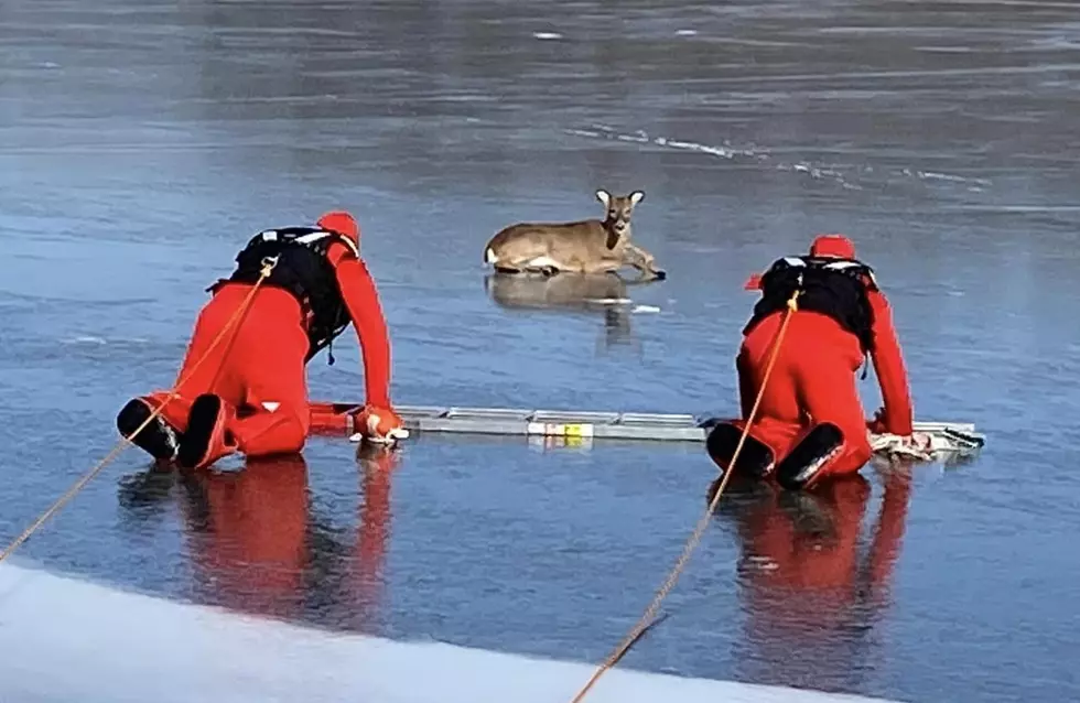 Missouri Firefighters Rescued a Frightened Deer Stuck in Icy Lake