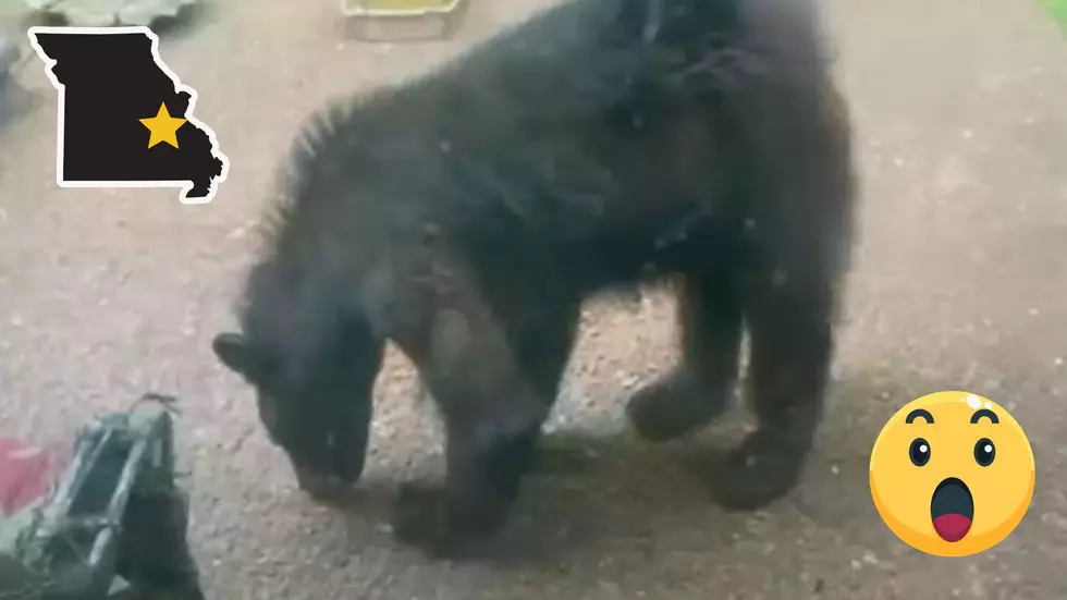 Missouri Woman Shares Video of a Black Bear at Her Back Door