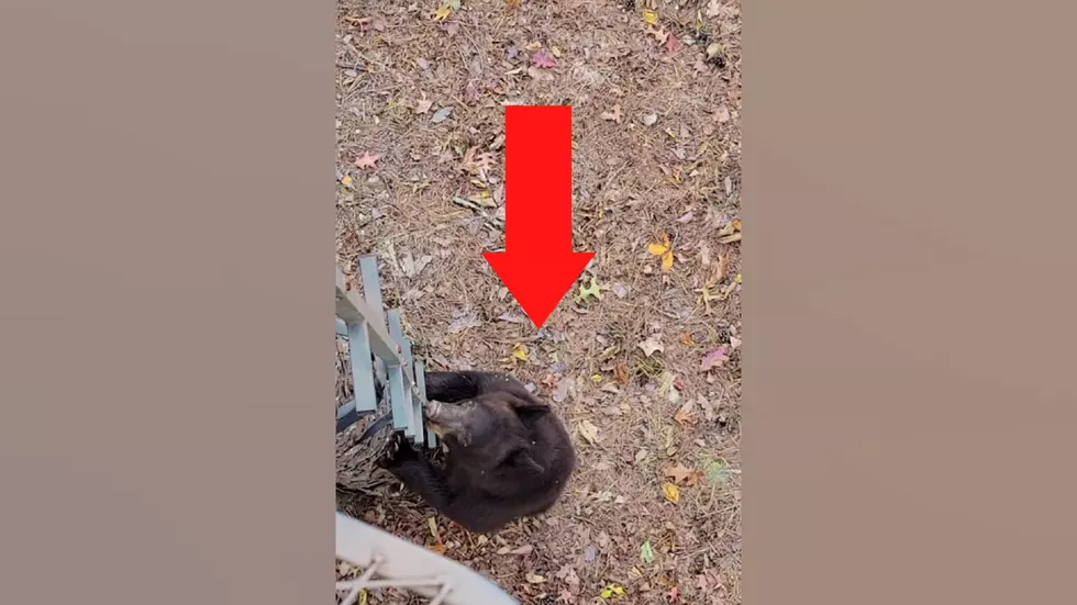 Missouri Hunter Shares Video of Bear Who Tried to Climb His Tree