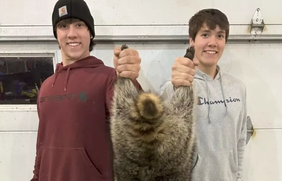 2 Missouri Boys Harvested a Record 'Monster' 35 Pound Raccoon