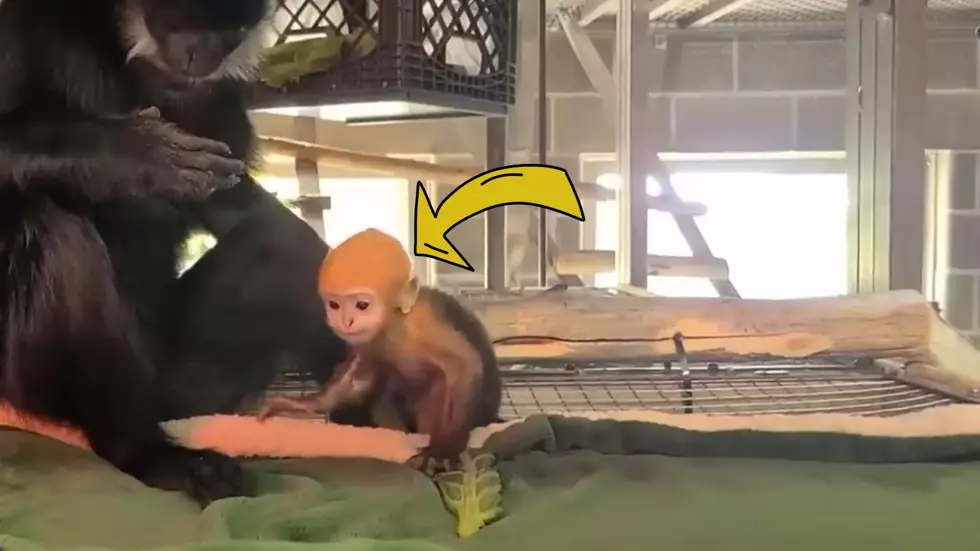 How a Tiny St. Louis Zoo Monkey Named Rhubarb Won America’s Heart