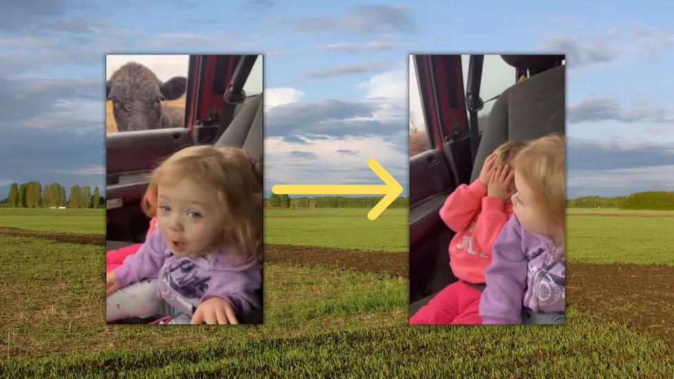 Midwestern Twins Have Very Different Reactions to a Curious Cow