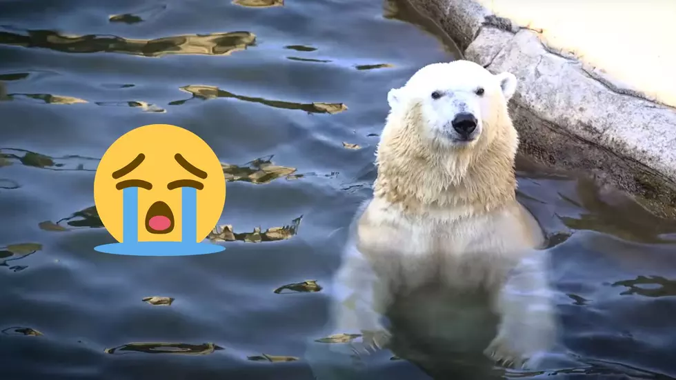 Kansas City Zoo Shares the Sad Passing of Berlin the Polar Bear